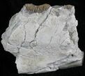 Oligocene Horse (Mesohippus) Jaw Section #25052-1